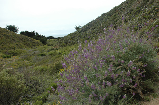 Soberanes Canyon 031.jpg